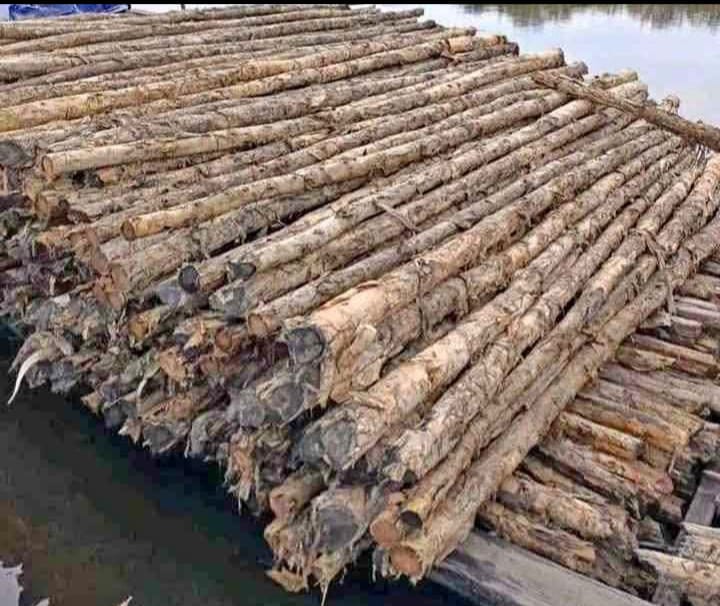 Jual Dolken Gelam